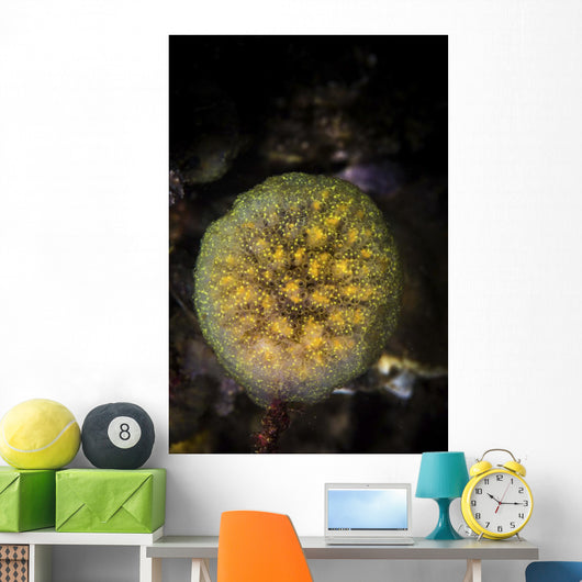 Colony Tunicates Cluster to Wall Decal