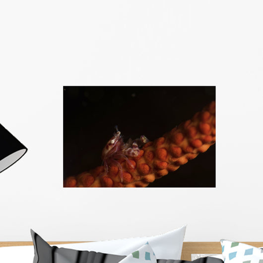 Tiny Porcelain Crab Lives Wall Decal