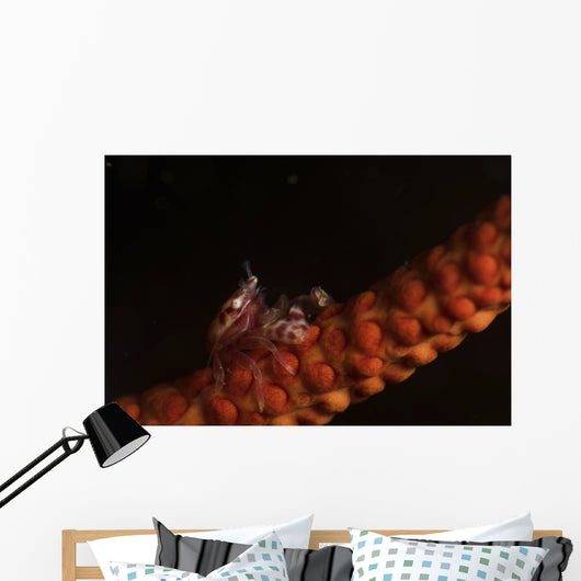 Tiny Porcelain Crab Lives Wall Decal