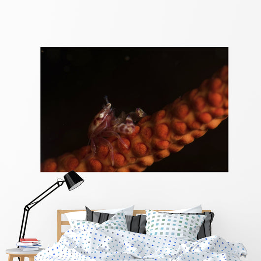 Tiny Porcelain Crab Lives Wall Decal