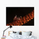 Tiny Porcelain Crab Lives Wall Decal