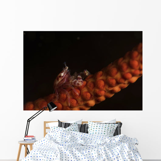 Tiny Porcelain Crab Lives Wall Decal
