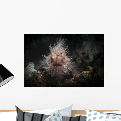 Hairy Frogfish Its Natural Wall Decal shown on a wall