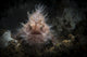 Hairy Frogfish Its Natural Wall Decal