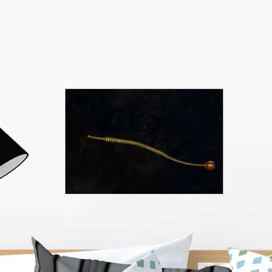 Banded Pipefish Hovers above Wall Decal