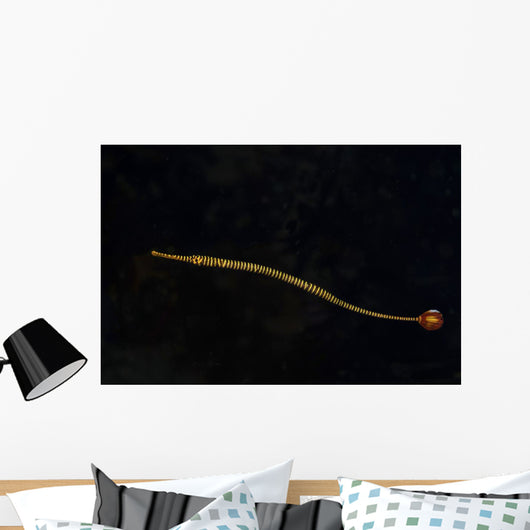 Banded Pipefish Hovers above Wall Decal