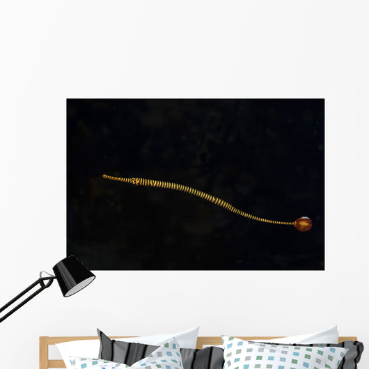 Banded Pipefish Hovers above Wall Decal