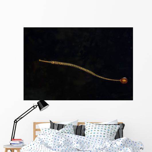 Banded Pipefish Hovers above Wall Decal