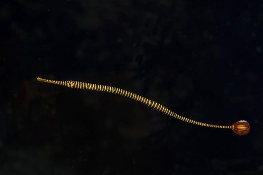 Banded Pipefish Hovers above Wall Decal