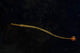 Banded Pipefish Hovers above Wall Decal