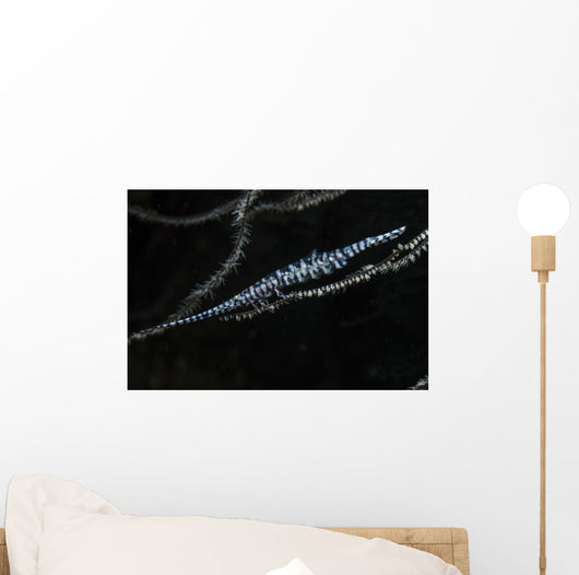 Tozeuma Shrimp Clings to Wall Decal