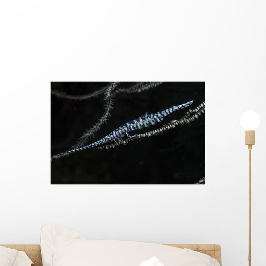Tozeuma Shrimp Clings to Wall Decal