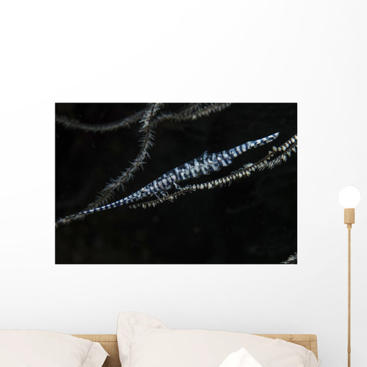 Tozeuma Shrimp Clings to Wall Decal
