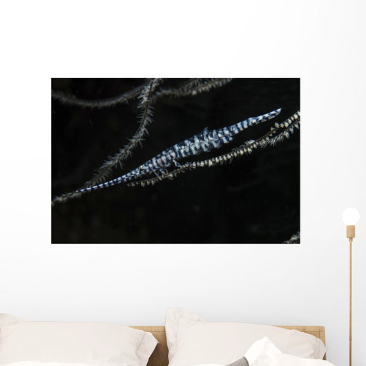 Tozeuma Shrimp Clings to Wall Decal