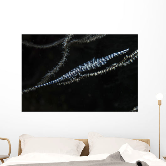 Tozeuma Shrimp Clings to Wall Decal