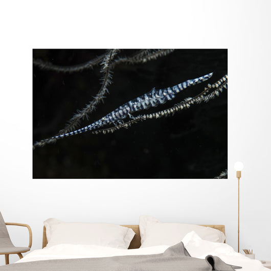Tozeuma Shrimp Clings to Wall Decal