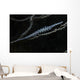 Tozeuma Shrimp Clings to Wall Decal