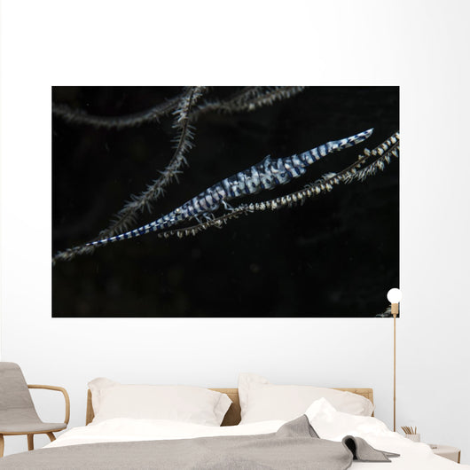 Tozeuma Shrimp Clings to Wall Decal