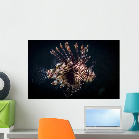 Lionfish Portrait Anilao Philippines Wall Decal