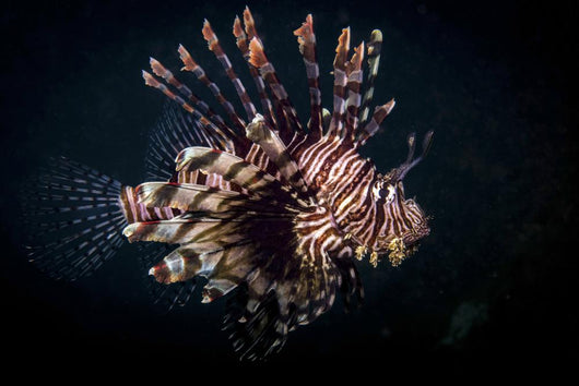 Lionfish Portrait Anilao Philippines Wall Decal