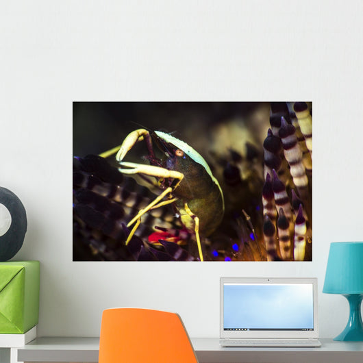 Brook's Urchin Shrimp Living Wall Decal