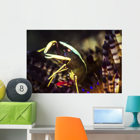 Brook's Urchin Shrimp Living Wall Decal