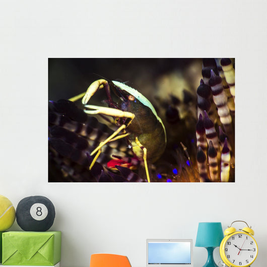 Brook's Urchin Shrimp Living Wall Decal