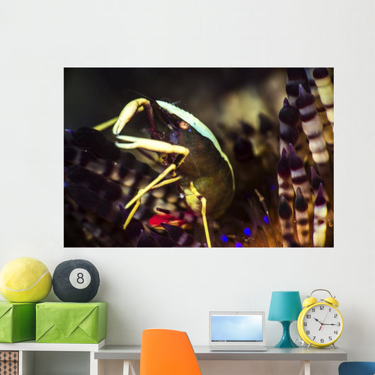 Brook's Urchin Shrimp Living Wall Decal