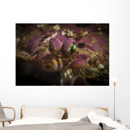 Flatfish Portrait Monterey California Wall Decal