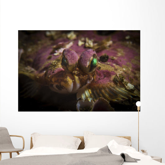 Flatfish Portrait Monterey California Wall Decal