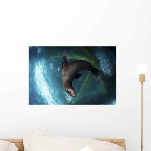 Young Sea Lion Plays Wall Decal