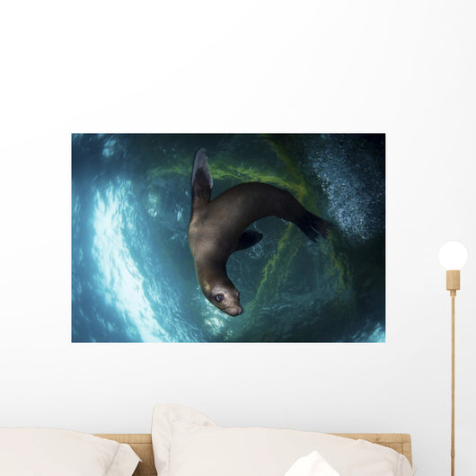 Young Sea Lion Plays Wall Decal