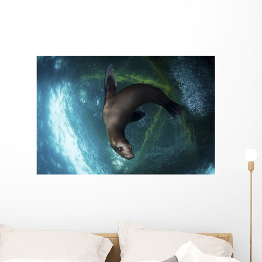 Young Sea Lion Plays Wall Decal