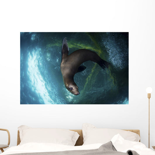 Young Sea Lion Plays Wall Decal