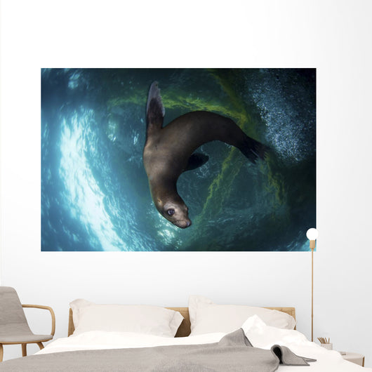 Young Sea Lion Plays Wall Decal