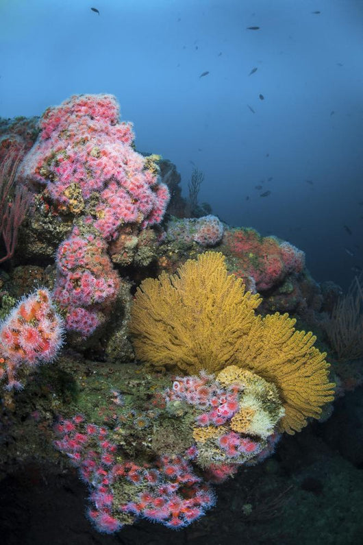 Cup Corals and Gorgonian Wall Decal