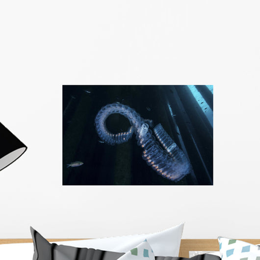 Chain Salp Floats Current Wall Decal