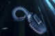 Chain Salp Floats Current Wall Decal