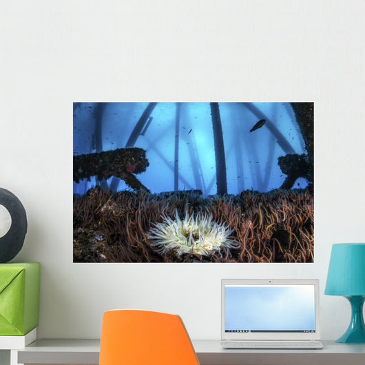 Anemone Sits Bed Brittle Wall Decal
