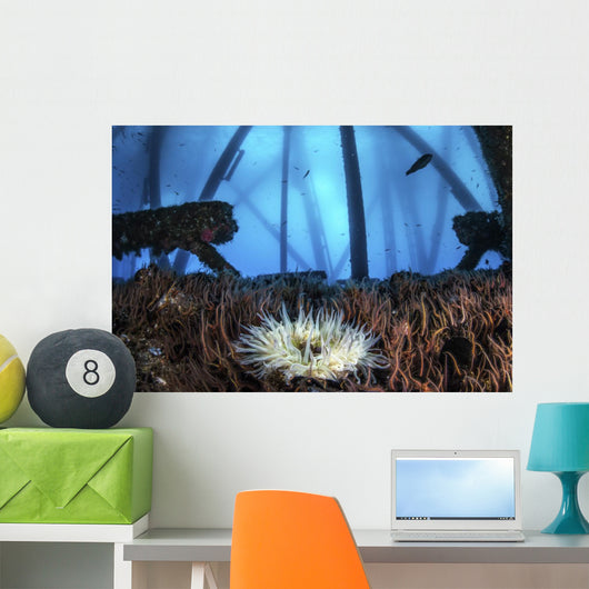 Anemone Sits Bed Brittle Wall Decal