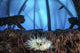 Anemone Sits Bed Brittle Wall Decal