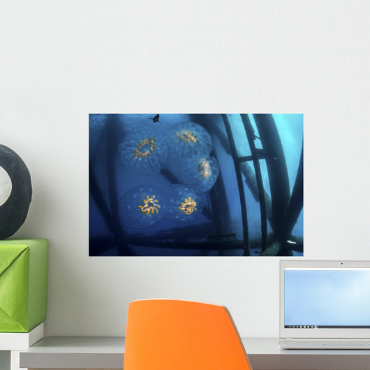 Chain Salp Floats Current Close-up Wall Decal