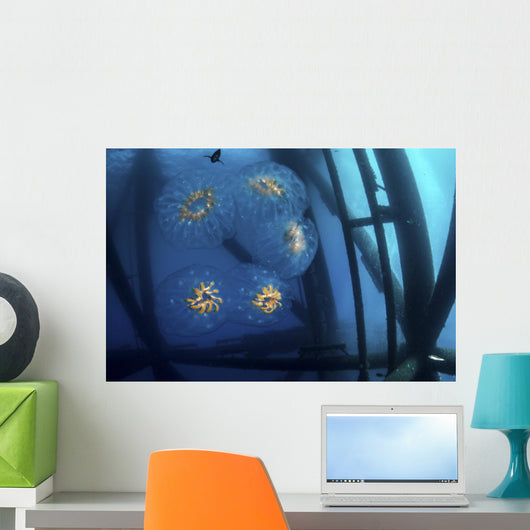 Chain Salp Floats Current Close-up Wall Decal