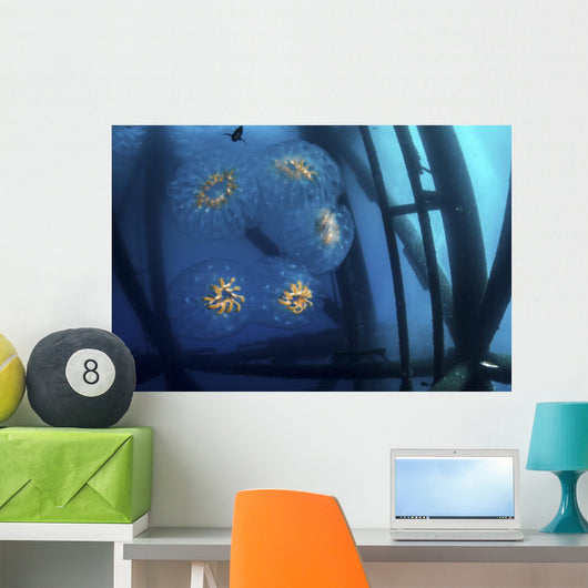 Chain Salp Floats Current Close-up Wall Decal