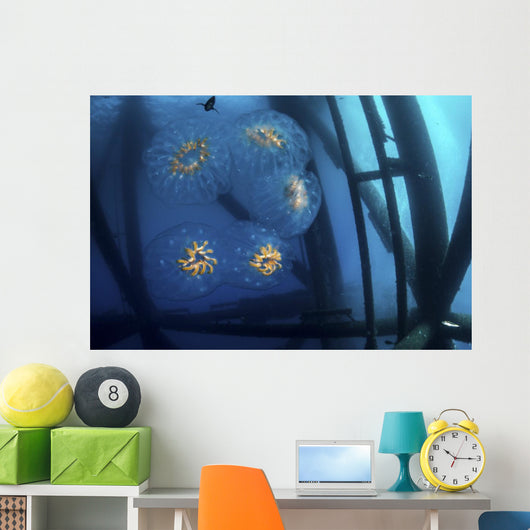 Chain Salp Floats Current Close-up Wall Decal