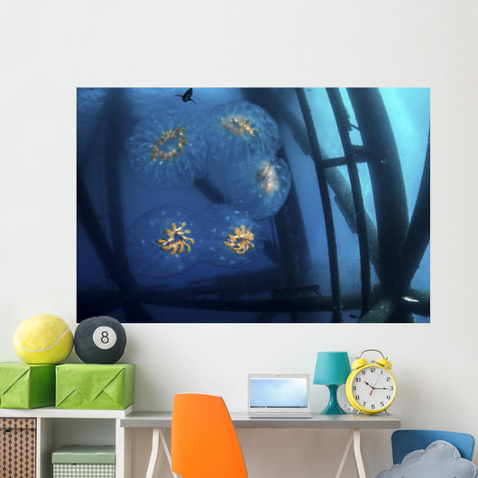 Chain Salp Floats Current Close-up Wall Decal