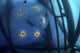 Chain Salp Floats Current Close-up Wall Decal