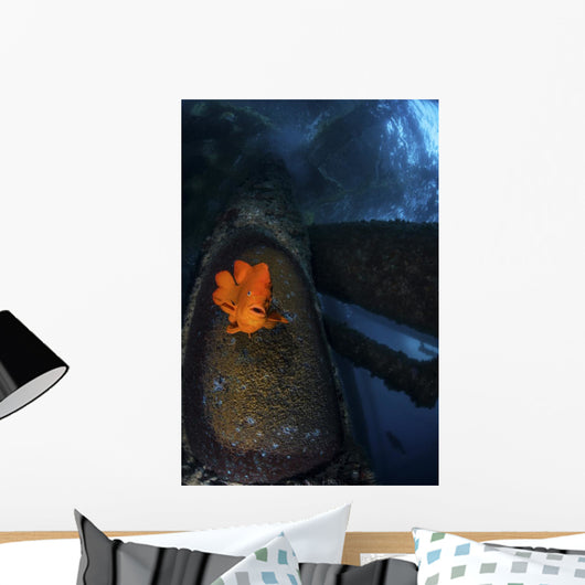 Garibaldi Guards Its Nest Front View Wall Decal