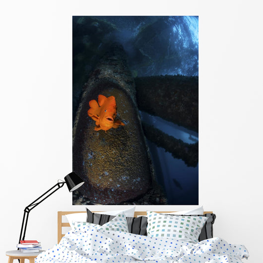 Garibaldi Guards Its Nest Front View Wall Decal