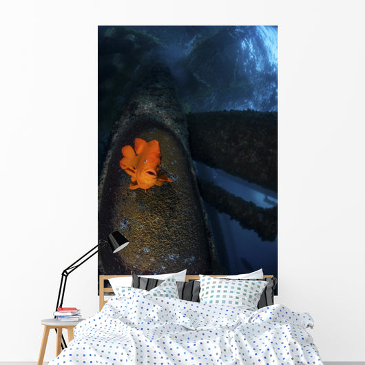 Garibaldi Guards Its Nest Front View Wall Decal